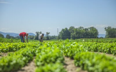 Ethical Sourcing and Its Impact on Agriculture