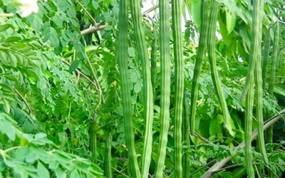 10 Health Benefits of Moringa