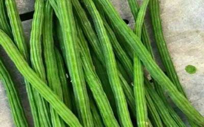 Premium Drumstick Export from India: Scaling Global Quality with Transgreen